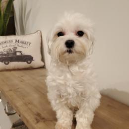 Maltese from Magnificent Maltese