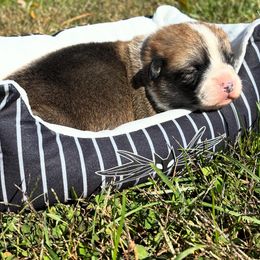 Griswold - White and red male Pembroke Welsh Corgi puppy in Boones Mill, Virginia from Cahas Corgis of Virginia