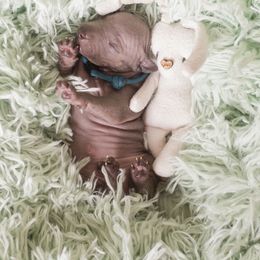 American Hairless Terrier and Anatolian Shepherd Dog Puppies from Wilsong AHT