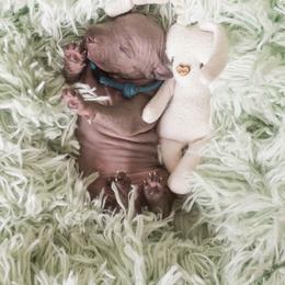 American Hairless Terrier and Anatolian Shepherd Dog Puppies from Wilsong AHT