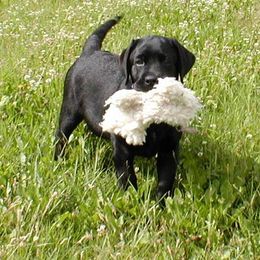 Labrador Retriever Puppies from Bringan Labrador Retrievers
