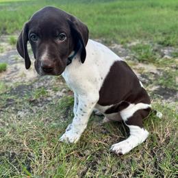 Jesse - Liver and white male German Shorthaired Pointer puppy in Georgia from CMC Farms
