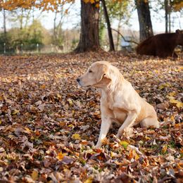 Molly - Golden Retriever