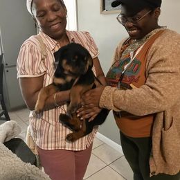 Rottweiler Puppies from Alpha Co. Rottweilers
