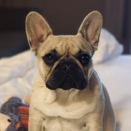 Brioche - French Bulldog