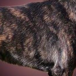 Arsyn - Dutch Shepherd