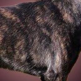 Arsyn - Dutch Shepherd