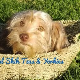 Poodles, Shih Tzus, and Yorkshire Terriers from Regal Shih Tzus and Yorkies