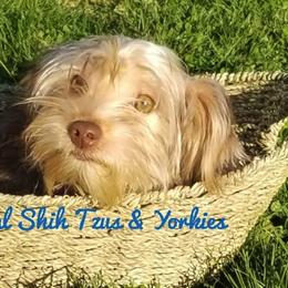 Poodles, Shih Tzus, and Yorkshire Terriers from Regal Shih Tzus and Yorkies