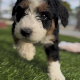 Bernedoodle Puppies from SoCal Bernedoodles