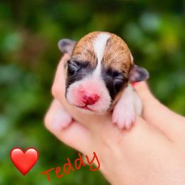 Red Collar - Teddy - Boy 1 - Red male Pembroke Welsh Corgi puppy in Yulee, Florida from Pembroke Welsh Corgis at Belle Haven