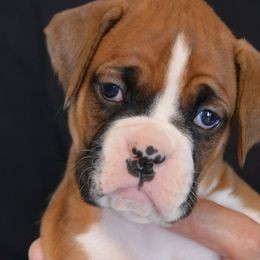 Boxers from Woodridge