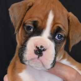 Boxers from Woodridge