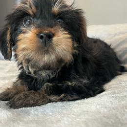 Magic - Black and tan male Yorkshire Terrier puppy in Jacksonville, Florida from The Yorkie Shack