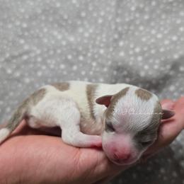 Cassie - Silver and white female Chihuahua puppy in El Paso, Texas from JVJ Chihuahua