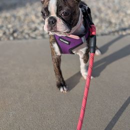 Bebe - Boston Terrier