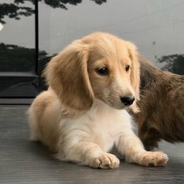 AKC Cream Piebald - Cream male Dachshund puppy in Pauls Valley, Oklahoma from Simply Happy Dachshunds