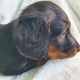 Dakota - Black and tan male Dachshund puppy in Mountain Grove, Missouri from Callaway Country Dachshunds