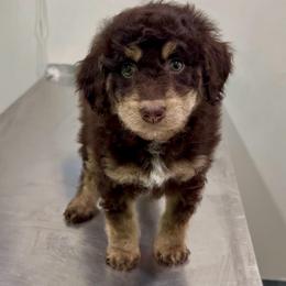 Tennessee - Red tri-color female Aussiedoodle puppy in Heber City, Utah from Junipersdoodles