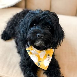 Lola - Maltipoo