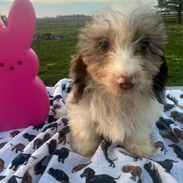 Galaxy - Chocolate and tan female Dachshund puppy in Hudson, Michigan from Mittentail Kennel Miniature Dachshunds & Australian Shepherds