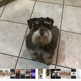 Bestie - Miniature Schnauzer