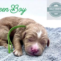 Green Boy - Red  male Goldendoodle puppy in Travelers Rest, South Carolina from Bailey Mountain Doodles