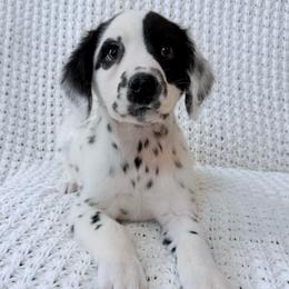 Rhysand - White and black male Dalmatian puppy in Jefferson, Georgia from Spotted Jewels Dalmatians