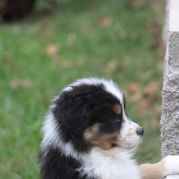 Esme - Black tri female Miniature Australian Shepherd puppy in Philpot, Kentucky from MarLoWin Aussies