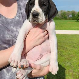 Bass - Blue and white Great Dane puppy in Cleburne, Texas from Nick and Megan's Danes