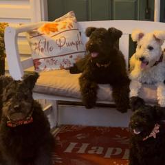 Pumi puppies from Catherine Medina-DeVilliers