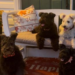 Pumi puppies from Catherine Medina-DeVilliers