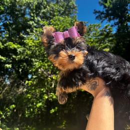 Brooke - Black and tan female Yorkshire Terrier puppy in Cornelia, Georgia from Kruz Kennels