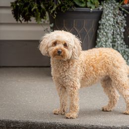 Pembroke Welsh Corgi and Poodle All Grown Up from Corgi Companions (license number 18998)
