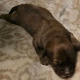 Kael - Red male Aussiedoodle puppy in Windom, Texas from Wild Farm Puppies