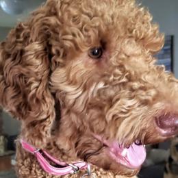 Labradoodles from Our Lovable Labradoodles