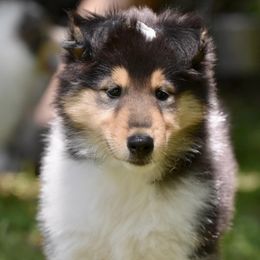 Collies from Cottonwood Collies