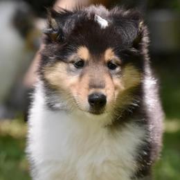 Collies from Cottonwood Collies