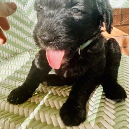 Sheepadoodle Puppies from Boujie Doo’s