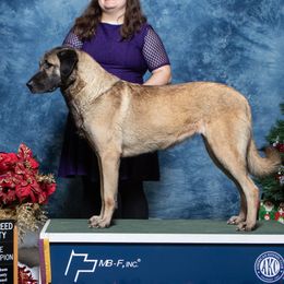 Athena - Anatolian Shepherd Dog
