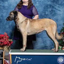 Athena - Anatolian Shepherd Dog