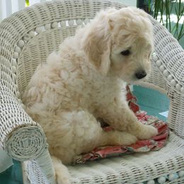 Bernedoodle and Goldendoodle Puppies from Dawg'on Doodles