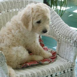 Bernedoodle and Goldendoodle Puppies from Dawg'on Doodles
