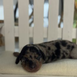 Jolene - Dapple female Dachshund puppy in Glen Saint Mary, Florida from 🍯 Honey Pot Dachshunds 🐾