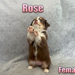Miniature American Shepherd and Miniature Australian Shepherd Puppies from Regal Miniature American Shepherds | Regal Miniature Australian Shepherds