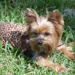 Yorkshire Terriers from Lori's Ohana Yorkies