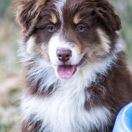 Australian Shepherd Puppies from Dream E River Ranch