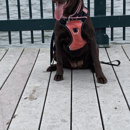 Labrador Retrievers from Snuffles-n-More Labrador's