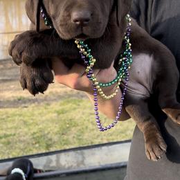 Labrador Retriever Puppies from Fetchmoore’s Labrador Retrievers
