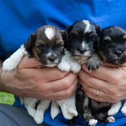 Chesapeake Bay Retriever and Havanese Puppies from Green Gables Havanese